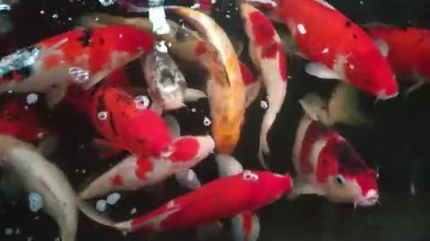 Fancy Carp Gölette Yüzüşünün Üst Görüntüsü Siyahtır Işığın Yansımasıdır Tropikal — Stok video