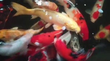 Fancy Carp 'ın gölette yüzüşünün en üst görüntüsü. Su siyahtır ve ışığın yansımasıdır. Tropikal bahçe havuzunda yüzen süslü sazan balıklarının su yüzeyini kapatın..