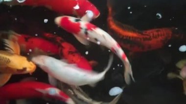 Fancy Carp 'ın gölette yüzüşünün en üst görüntüsü. Su siyahtır ve ışığın yansımasıdır. Tropikal bahçe havuzunda yüzen süslü sazan balıklarının su yüzeyini kapatın..