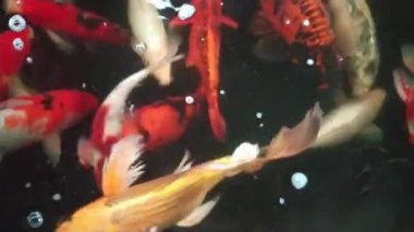 Fancy Carp 'ın gölette yüzüşünün en üst görüntüsü. Su siyahtır ve ışığın yansımasıdır. Tropikal bahçe havuzunda yüzen süslü sazan balıklarının su yüzeyini kapatın..