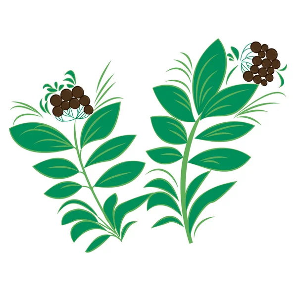Ravintsara pflanzlicher Vektor Illustration — Stockvektor