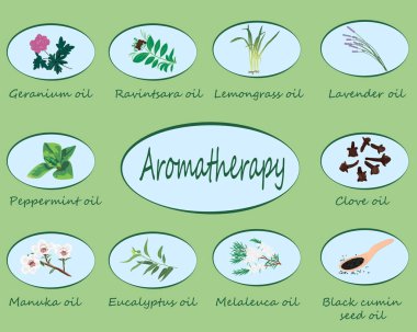 Uçucu yağlar vektör çizim aromaterapi kümesi