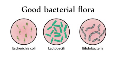 Intestinal bacteria flora. Good bacterial flora. Vector illustration clipart