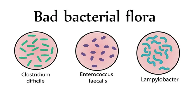 Intestinal bacterial flora. Bad bacteria. Vector illustration — Stock Vector