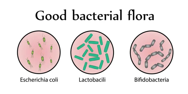 Flora de bacterias intestinales. Buena flora bacteriana. Ilustración vectorial — Vector de stock