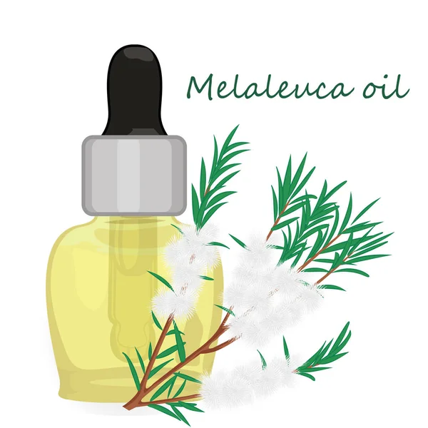 Melaleuca essential oil vector illustration Aromatherapy — Stock Illustration Melaleuca essential oil vector illustration Aromatherapy Royalty Free Stock Vectors