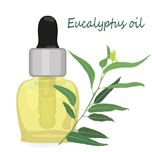 Ilustración del vector de aceite esencial de eucalipto Aromaterapia — Vector de stock