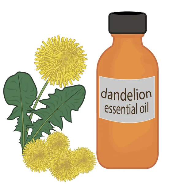 Dandelion essential oil vector illustration — Stock Vector