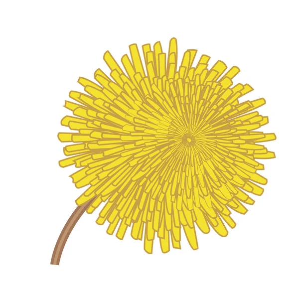 Πικραλίδες λουλουδιών διανυσματικά εικονογράφηση — Διανυσματικό Αρχείο