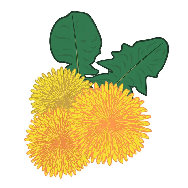 Dandelions flor vetor ilustração — Vetor de Stock