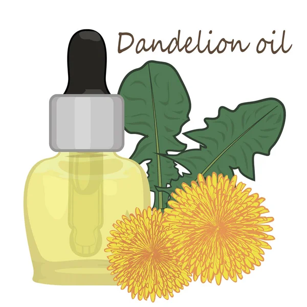 Dandelion essential oil vector illustration. — Stock Vector