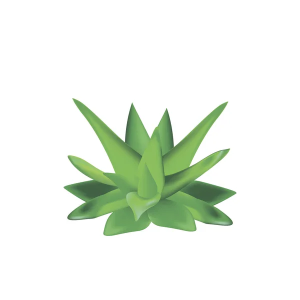 Aloe vera växten isolerade på en vit bakgrund — Stock vektor