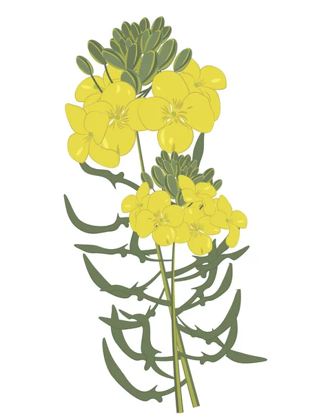 Mustard flowers isolated vector illustration on a white background — Stock Vector