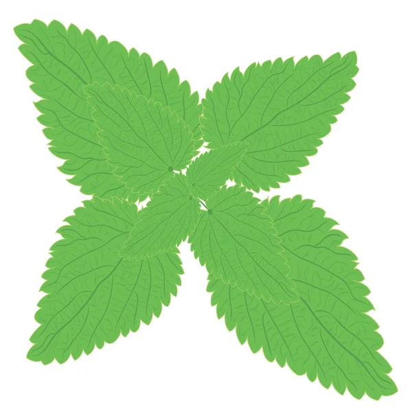 Brennnesselzweig pflanzliche Medizin Vektor Illustration auf weißem Hintergrund — Stockvektor