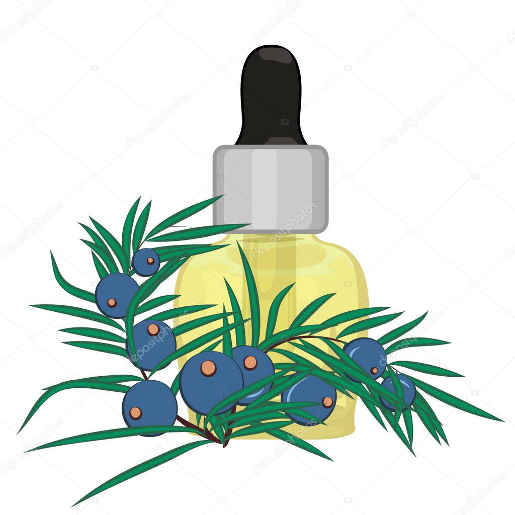 Juniper berries essential oil vector illustration isolated on a white background