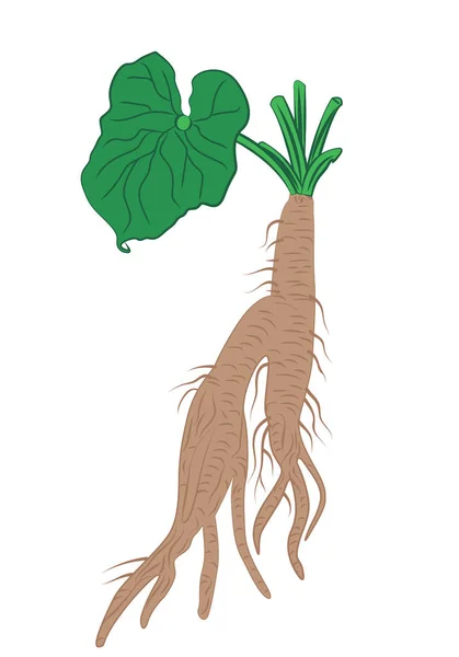 Racines de bardane avec des feuilles illustration vectorielle isolée — Image vectorielle