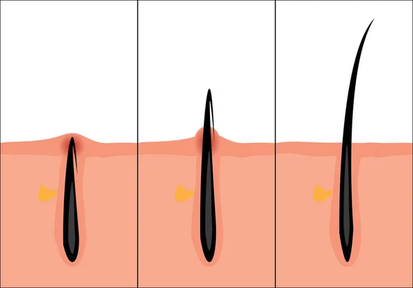 Нормальная векторная иллюстрация волос — стоковый вектор