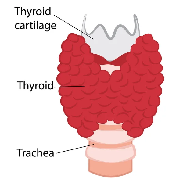 갑 상선 건강 하 고 확대 갑 흰색 배경에 있습니다 벡터 일러스트 레이 션 — 스톡 벡터