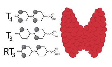 Tiroid fonksiyon şeması. Tiroid hormonlarının yapısal kimyasal formüller