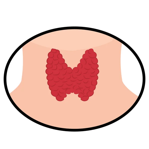 Ilustración del vector tiroideo sobre un fondo blanco — Archivo Imágenes Vectoriales