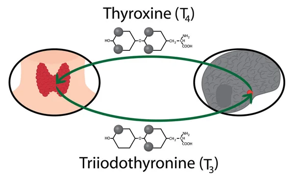 Tiroid fonksiyon şeması. Tiroid hormonlarının yapısal kimyasal formüller