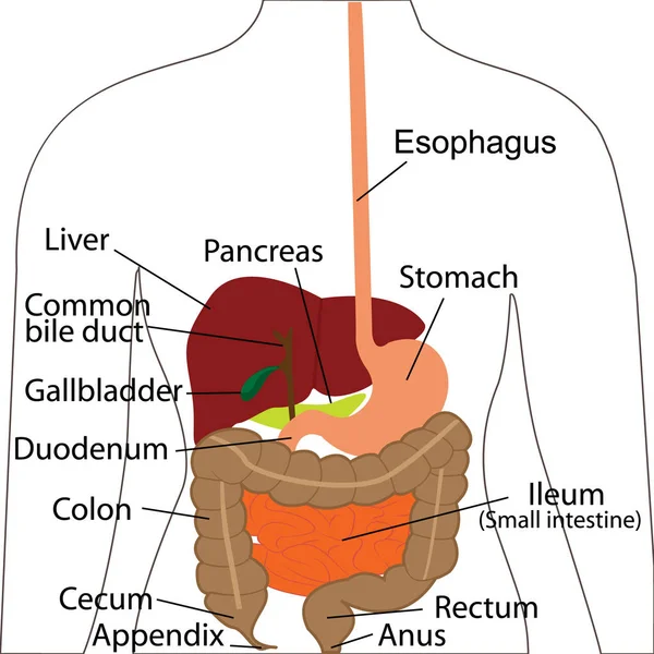 Digestive system chart. Digestive organs in a human body. Vector illustration of human body Physiology — Stock Vector