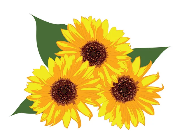 Illustration vectorielle de tournesols sur fond blanc isolé — Image vectorielle