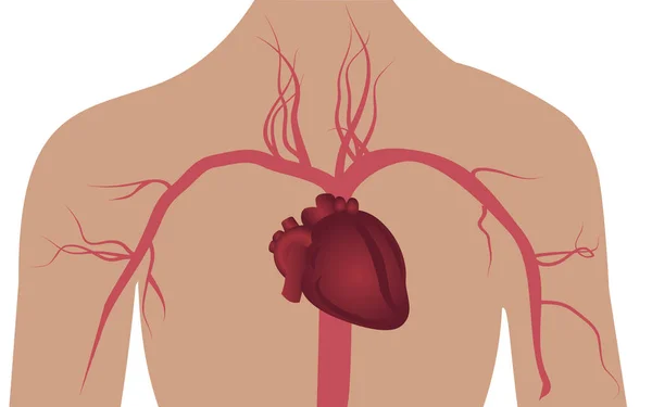 Sistema Arterioso Nell Illustrazione Vettoriale Del Corpo Umano — Vettoriale Stock