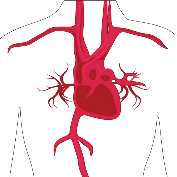 Sistema Arterial Ilustração Vetor Corpo Humano — Vetor de Stock