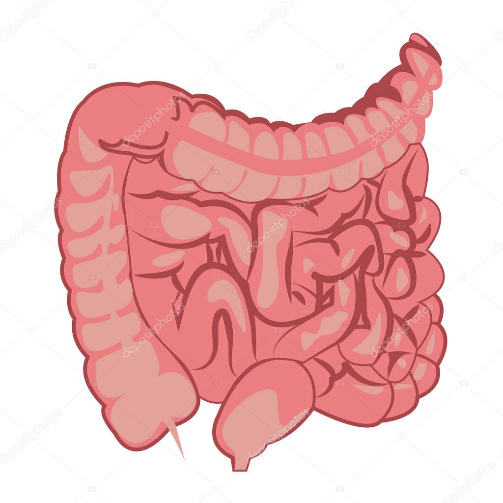  Colon, intestinal tract  system