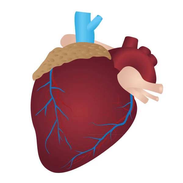 Menselijk hart vectorillustratie — Stockvector