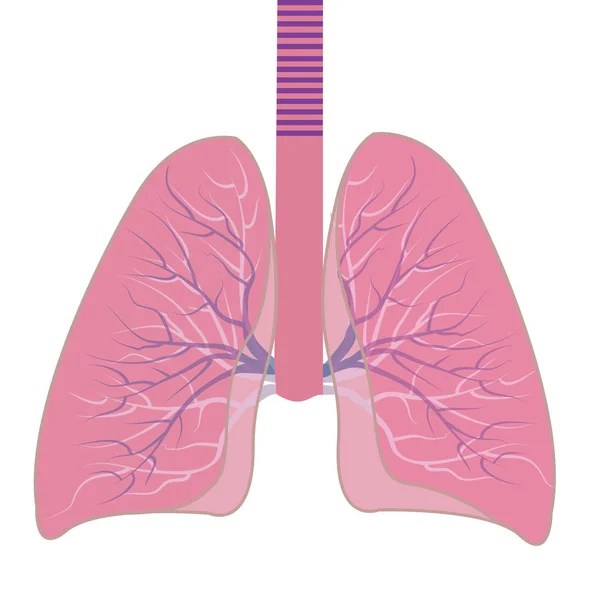 Ilustração do vetor pulmonar — Vetor de Stock