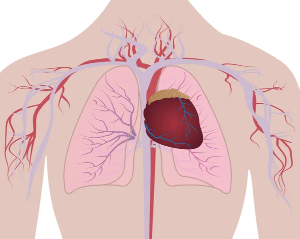 Pulmones y sistema cardiovascular del corazón en un cuerpo humano — Vector de stock