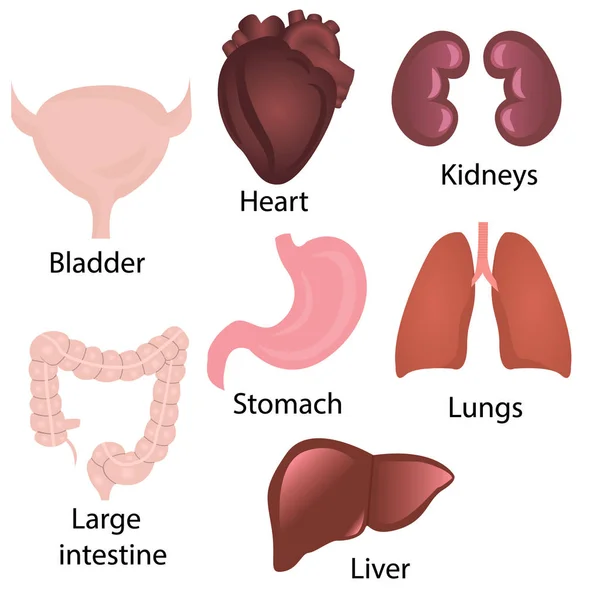 Ensemble d'illustrations vectorielles d'organes humains — Image vectorielle