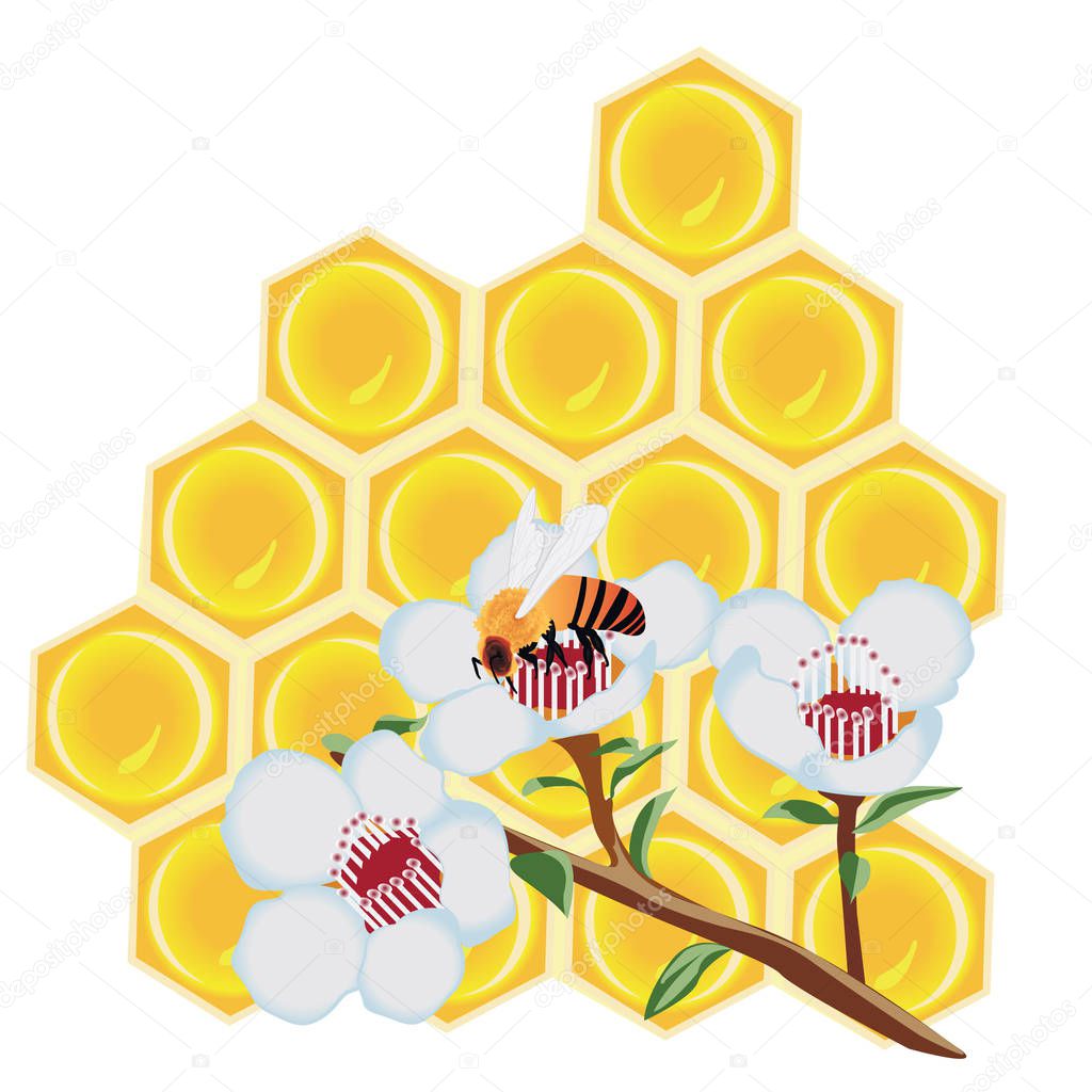 A  honeycomb and a bee on a flower
