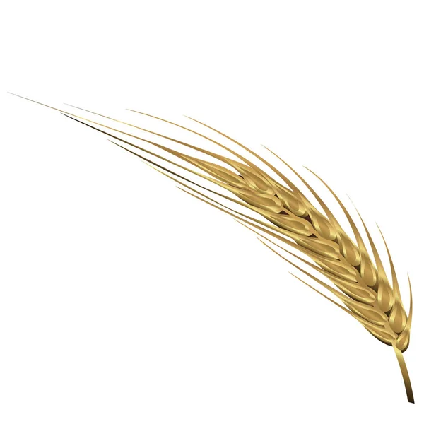 Спика Векторной Иллюстрации Пшеницы Изолирована Белом Фоне — стоковый вектор