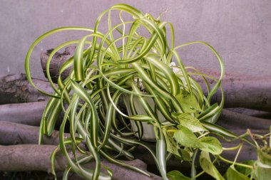 Klorophytum komosum, örümcek bitkisi ve bir scindapsus dalı
