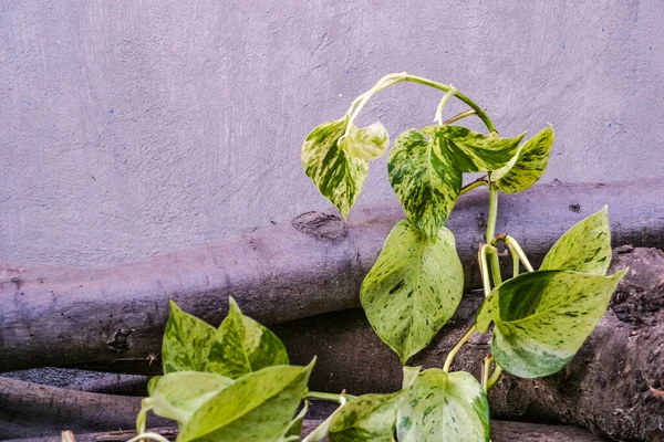 Epipremnum Aureum eller Golden Pothos blad är blanka gröna blad — Stockfoto