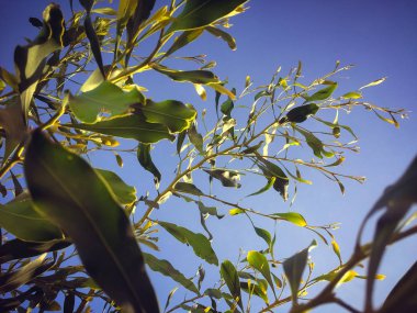 Açık havada mavi gökyüzü olan bulanık bahar çimlerinin soyut yakın plan görüntüsü
