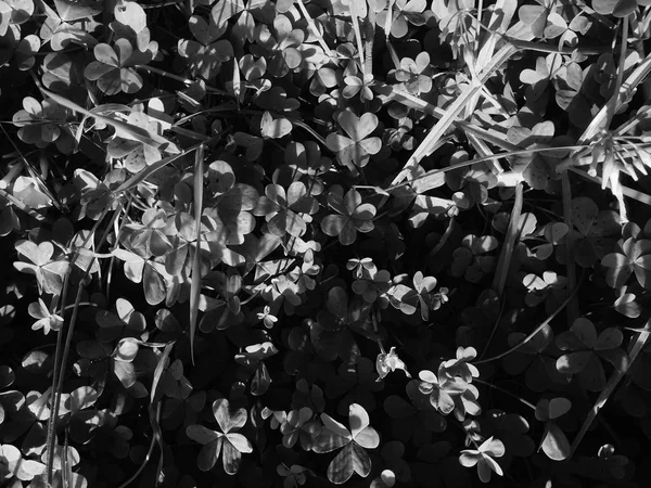 Зображення Чорної Трави Крупним Планом Текстури Тла Вид Зверху Макро — стокове фото