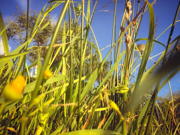 Abstract Closeup Image Blurred Spring Grass Blue Sky Outdoors Background — Stock Photo, Image