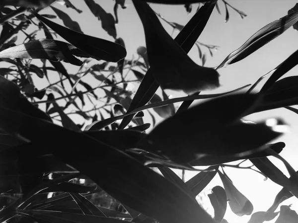 Абстрактне Крупним Планом Зображення Розмитої Весняної Трави Блакитним Небом Відкритому — стокове фото