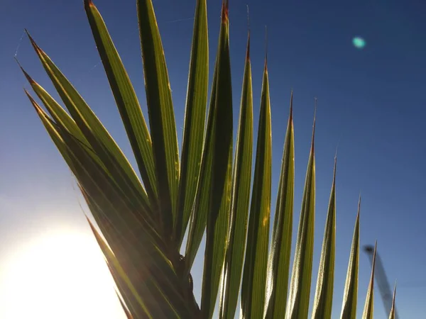 Пальмовая Ветвь Голубое Небо — стоковое фото