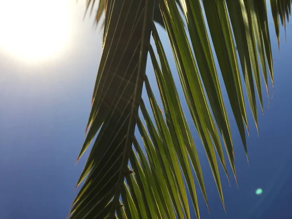 Зеленые Пальмы Листья Над Голубым Солнечным Небом Открытом Фоне — стоковое фото