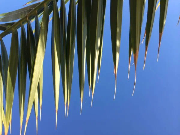 Feuilles Palmier Vert Sur Fond Bleu Ciel Ensoleillé Plein Air — Photo