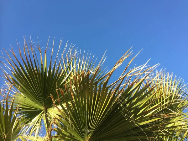 Пальмова Гілка Синє Небо — стокове фото