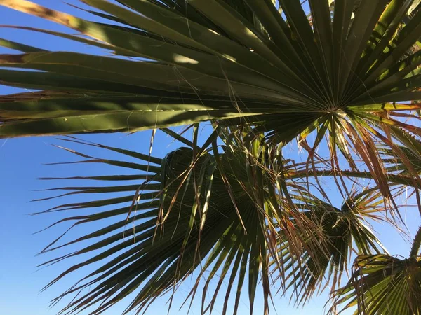 绿色的棕榈树上的叶子在阳光明媚的蓝天户外背景 — 图库照片