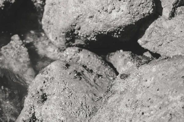 Doğal taş gri renk dokulu arka plan