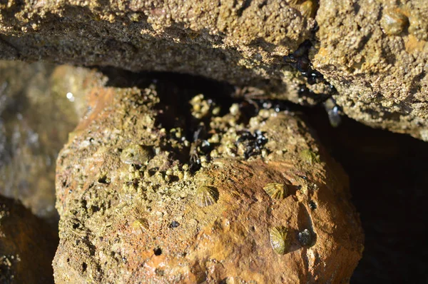 Doğal taş gri renk dokulu arka plan