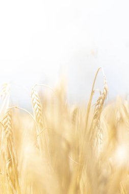 Parlak, bulanık arka planlı bir tarlada altın buğday başaklarının yakın çekimi. Hasat, tarım, gıda üretimi ve kırsal araziyi sembolize eden minimalist ve doğal kompozisyon.